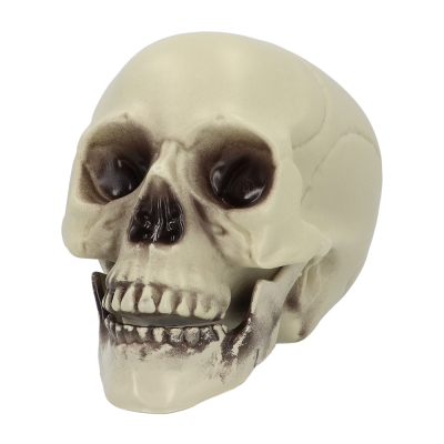 Een decoratieve schedel in een naturel witte kleur, die gebruikt kan worden voor Halloween of piraten themafeesten.